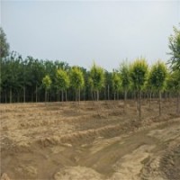 金葉榆樹苗，金葉榆，20公分金葉榆價格