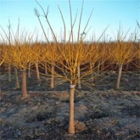 金枝槐樹苗，金枝槐，7公分金枝槐價格