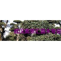 5-60公分香樟銷(xiāo)售