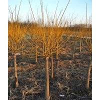 黃金槐_黃金槐價(jià)格_黃金槐圖片