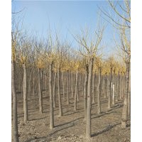 金枝槐_金枝槐價(jià)格_金枝槐圖片