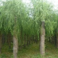 千頭椿 千頭椿基地 千頭椿價(jià)格