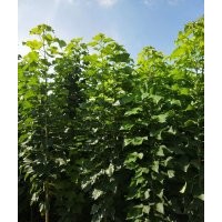 淮陽楸樹苗 梓樹苗 太康楸樹