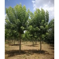 3--12公分金葉復葉槭