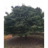 供大規(guī)格雞爪槭紅楓海棠桂花紅梅櫻花