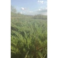 急售偃柏80-100cm，5-6分支，2萬株