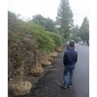 供應精品雞爪槭紅楓羽毛楓櫻花海棠桂花紅梅出貨