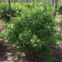 許昌襄城縣供應大葉黃楊球