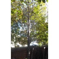 10-20公分七葉樹(shù)