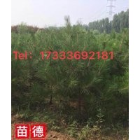 京津冀廊坊德正 供應3000棵2.5m油松