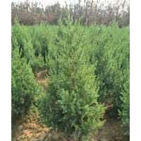 塔檜，沙地柏低價(jià)出售