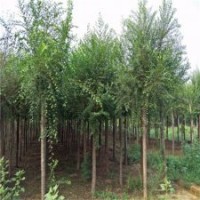 保定市博野縣8公分榆樹