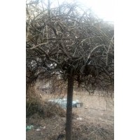 供應(yīng)龍爪槐36棵10-12公分