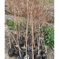 1米到1.5米中山杉