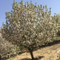 八棱海棠價(jià)格