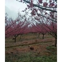 各類常規(guī)苗：樂昌含笑，桂花，雞爪槭，櫻花，叢生紅葉李，紅白玉