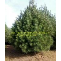 大量供應(yīng)白皮松
