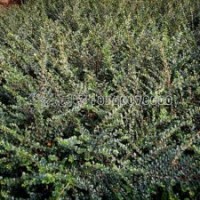 平枝荀子的批發(fā)價(jià)格是多少？