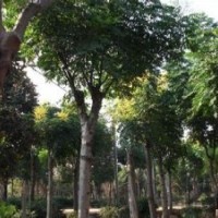 25公分欒樹報價南京欒樹產(chǎn)地知曉15公分優(yōu)質(zhì)欒樹