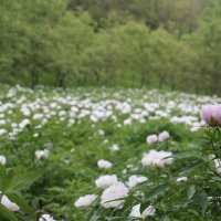 供應(yīng)油用牡丹種苗