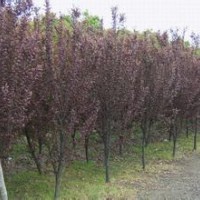 地徑8公分速生紅葉李報價，江蘇紅葉李基地