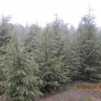 南京3米雪松報(bào)價(jià)4米雪松銷售