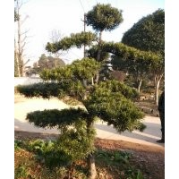 12公分造型羅漢松