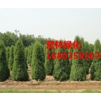 供應(yīng)1米2米蜀儈價(jià)格