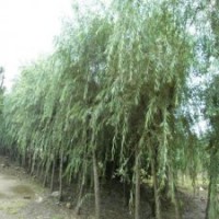 精品的柳樹的繁殖方法