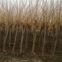 求購11公分黃金槐的價(jià)格