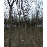 供應(yīng)國槐,垂柳