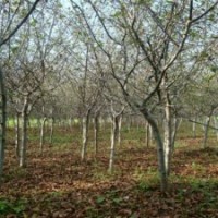 8公分垂絲海棠，裝車價(jià)340元，江蘇貨源