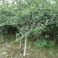 產(chǎn)地直銷3公分的垂絲海棠，便宜出售