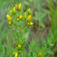 100公分連翹花的價格_低價裝車