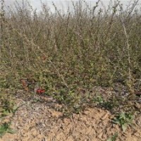 工程上都使用多高的貼梗海棠花？