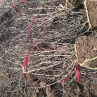 高60公分貼梗海棠的裝車價格_優(yōu)質(zhì)貨源