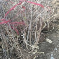 高50公分貼梗海棠的裝車價格_大量現(xiàn)貨