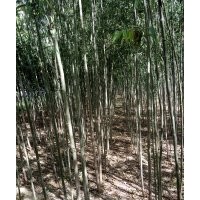 竹柳竹柳插扦段