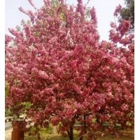 供應(yīng)海棠，北美海棠，西府海棠，垂絲海棠