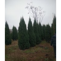 塔柏（刺柏、檜柏）