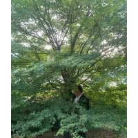 雞爪槭紅梅紅楓海棠紅葉石楠櫻花三角楓羅漢松出售