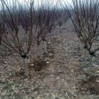 產(chǎn)地大量榆葉梅樹(shù)，花期長(zhǎng)、品種好，江蘇貨源