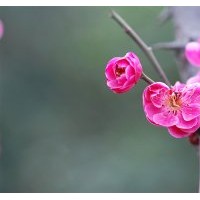 基地6公分紅梅樹的單價(jià)表