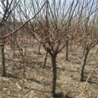 紅梅樹多少錢一株