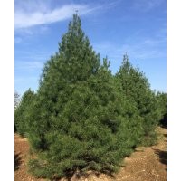 供應1米至4米白皮松價格