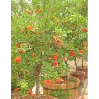 產(chǎn)地6公分花石榴的上車價格是150元