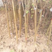 產(chǎn)地直銷3公分丁香樹，大量貨源