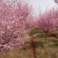 基地直銷5公分美人梅，優(yōu)惠價(jià)40元一棵