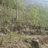 2公分木瓜海棠苗賣(mài)5元