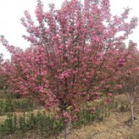 3-10公分北美海棠的